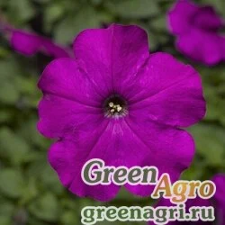 Семена Петуния многоцветковая (генетически компактная) (Petunia multiflora) "Damask F1" (purple) pelleted 1000 шт.