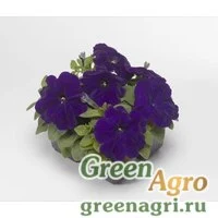 Семена Петуния многоцветковая (генетически компактная) (Petunia multiflora) "Damask F1" (blue) pelleted 1000 шт.