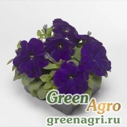 Семена Петуния многоцветковая (генетически компактная) (Petunia multiflora) "Damask F1" (blue) pelleted 1000 шт.