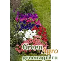 Семена Петуния многоцветковая (генетически компактная) (Petunia multiflora) "Damask F1" (mix) pelleted 1000 шт.