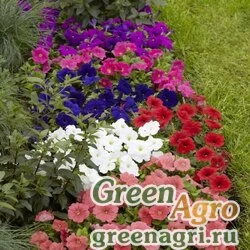 Семена Петуния многоцветковая (генетически компактная) (Petunia multiflora) "Damask F1" (mix) pelleted 1000 шт.