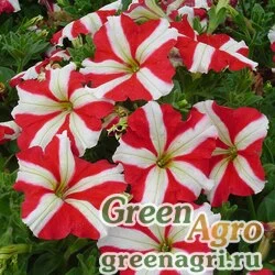 Семена Петуния многоцветковая (Petunia multiflora) "Lambada F1" (red star) pelleted 1000 шт.