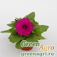 Семена Петуния многоцветковая (генетически компактная) (Petunia multiflora) "Espresso F1" (ruby) raw 1000 шт.