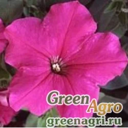 Семена Петуния многоцветковая (Petunia multiflora) "Lambada F1" (blush) raw 1000 шт.