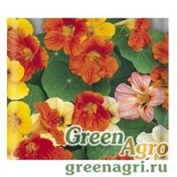 Семена Настурция низкорослая Смесь окрасок  (упак-50 гр.)