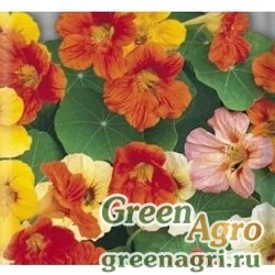 Семена Настурция низкорослая Смесь окрасок  (упак-50 гр.)
