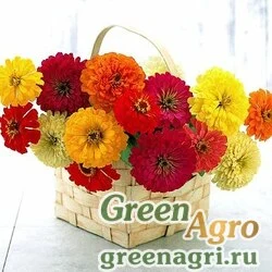 Семена Цинния изящная Фортуна  (упак-50 гр.)