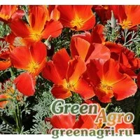 Семена Эшшольция Красный вождь  (упак-50 гр.)