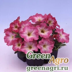 Семена Петуния многоцветковая (Petunia multiflora) "Lambada F1" (salmon veined) raw Произв. 1000 шт.