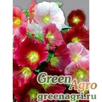 Семена Шток-роза Индийская весна  (упак-50 гр.)