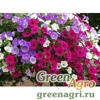 Семена Петуния гибридная Смесь окрасок  (упак-50 гр.)