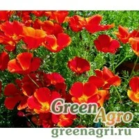 Семена Эшшольция Маков цвет  (упак-50 гр.)