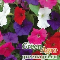 Семена Петуния многоцветковая (Petunia multiflora) "Lambada F1" (formula mixture) raw 1000 шт.