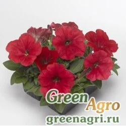 Семена Петуния многоцветковая (генетически компактная) (Petunia multiflora) "Damask F1" (red) pelleted 1000 шт.