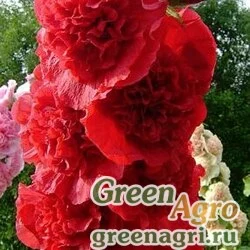 Семена Шток-роза Алая  (упак-50 гр.)