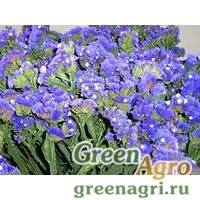 Семена Статица Суприм голубая  (упак-50 гр.)