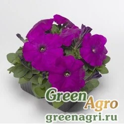 Семена Петуния многоцветковая (генетически компактная) (Petunia multiflora) "Damask F1" (violet) pelleted 1000 шт.