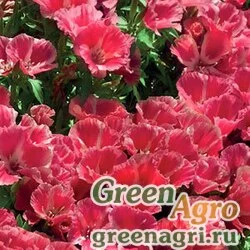 Семена Годеция крупноцветковая Красна девица  (упак-50 гр.)