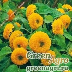 Семена Подсолнечник однолетний Медвежонок  (упак-50 гр.)