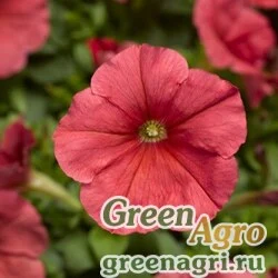Семена Петуния многоцветковая (генетически компактная) (Petunia multiflora) "Damask F1" (salmon) pelleted 1000 шт.