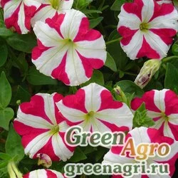 Семена Петуния многоцветковая (Petunia multiflora) "Lambada F1" (rose star) raw 1000 шт.