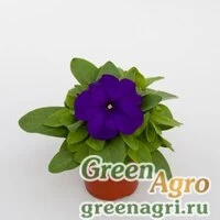 Семена Петуния многоцветковая (генетически компактная) (Petunia multiflora) "Espresso F1" (blue) raw 1000 шт.