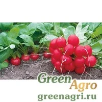 Семена Каспар F1 10 тыс. семян, Syngenta