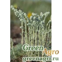 Семена Полынь кавказская (Artemisia caucasica) гр 2 гр.