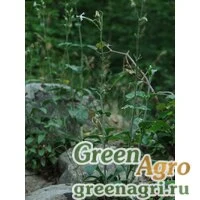 Семена Смолевка зеленоцветковая (Silene chlorantha) 2 гр.