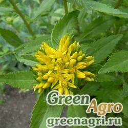 Семена Седум Максимовича (Sedum maximoviczii) 1.5 гр.