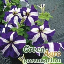 Семена Петуния крупноцветковая (Petunia grandiflora) "Tango F1" (blue star) raw 1000 шт.