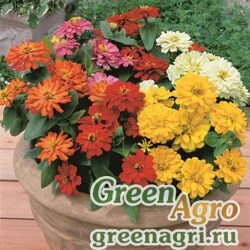 Семена Цинния изящная (Zinnia elegans) "Short Stuff F1" (mix) coated 1000 шт.