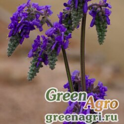 Семена Шалфей поникающий (Salvia nutas) 1 гр.