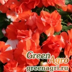 Семена Бальзамин махровый Афина  Оранж Флэш (1уп-500шт)