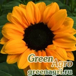Семена Подсолнечник летний (Helianthus annuus) "Vesuvio F1" (deep orange) raw 1000