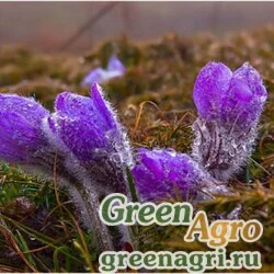 Семена Прострел обыкновенный (Pulsatilla vulgaris) 3 гр.