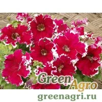 Семена Петуния крупноцветковая гофрированная (Petunia grandiflora) "Can Can F1" (picotee cherry rose) pelleted 1000 шт.