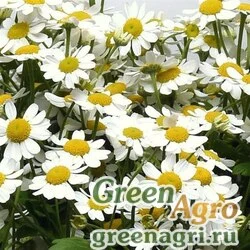 Семена Пиретрум (пижма) девичий (Tanacetum parthenium) "Vegmo single" pelleted 1000 шт.