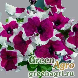 Семена Петуния крупноцветковая (генетически компактная) (Petunia grandiflora) "Limbo *GP* F1" (burgundy picotee). raw 1000 шт.