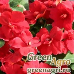 Семена Бальзамин махровый Афина  Ред  (1уп-500шт)