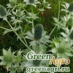 Синеголовник гигантский (Eryngium giganteum) 5 гр.