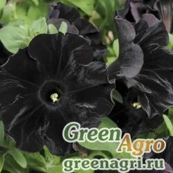 Семена Петуния ампельная гибридная (Petunia x hybrida) "Gioconda F1" (black) raw 1000 шт.