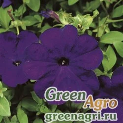 Семена Петуния многоцветковая (Petunia multiflora) "Hurrah F1" (blue) pelleted 1000 шт.