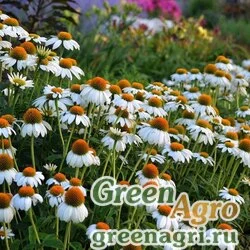 Семена Эхинацея пурпурная (Echinacea purpurea) "PowWow" (white) raw 100 шт.