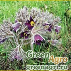 Семена Прострел луговой (Pulsatilla pratensis) 4 гр.