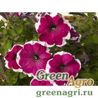 Семена Петуния крупноцветковая гофрированная (Petunia grandiflora) "Can Can F1" (picotee velvet) pelleted 1000 шт.