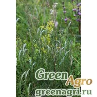 Семена Полынь Маршалла (Artemisia marschalliana) 3 гр.