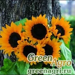 Семена Подсолнечник летний (Helianthus annuus) "Magic F1" (orange) raw 1000 шт.