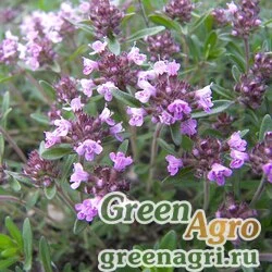 Тимьян пастуший (Thymus pastoralis) 3 гр.