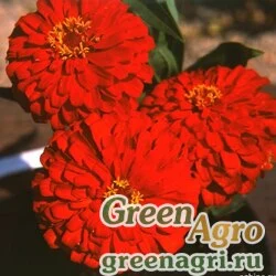 Семена Цинния изящная (Zinnia elegans) "Topolino" (scarlet) 2.5 гр.